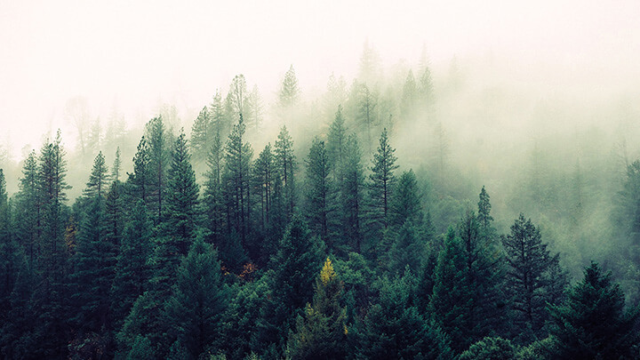 Foggy forest